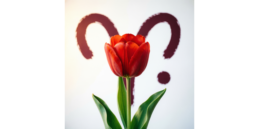 Овен — какой цветок у знака зодиака 