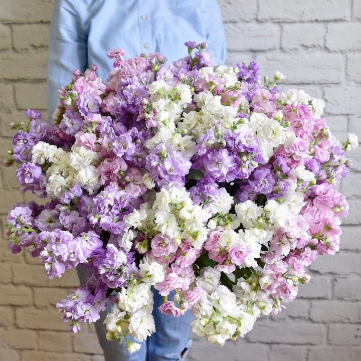 Облако маттиол в Новосибирске