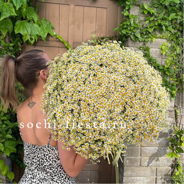 101 ромашка в Новосибирске