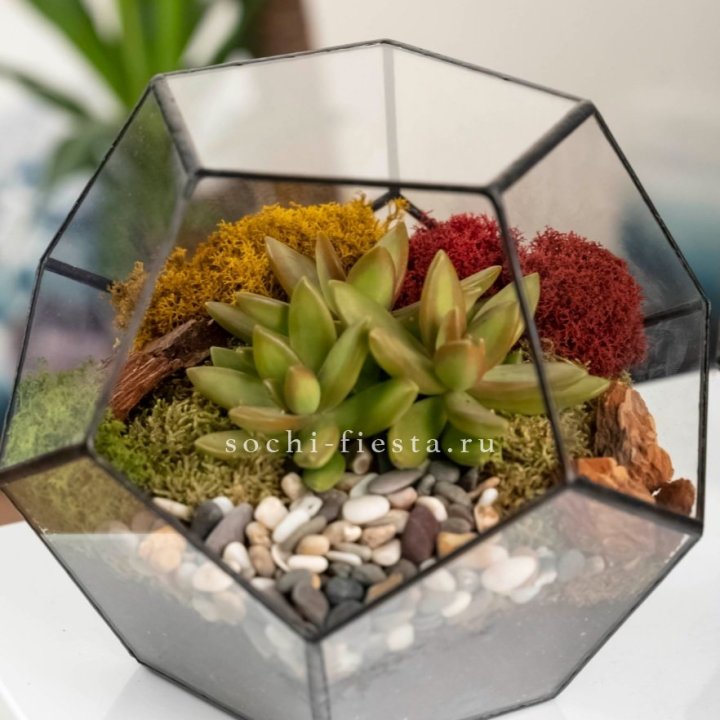 Флорариум “Додекаэдр” с суккулентом Седум в Новосибирске