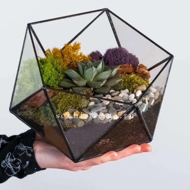 Флорариум “Икосаэдр” с суккулентом Каменная Роза в Новосибирске