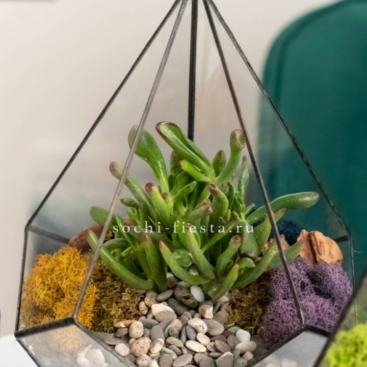 Флорариум “Капля” с суккулентом Крассула Хоббит в Новосибирске