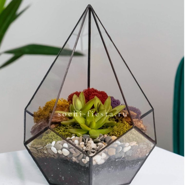 Флорариум Капля с суккулентом в Новосибирске