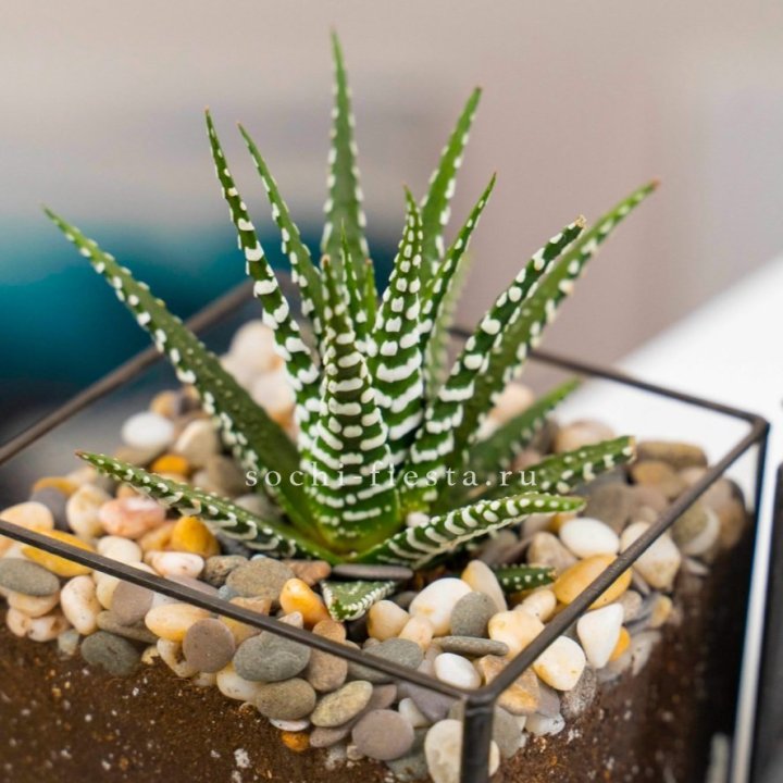 Флорариум Кубик с суккулентом Хавортия в Новосибирске