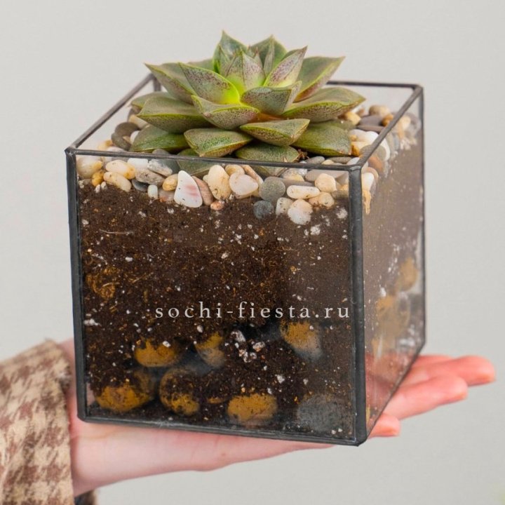 Флорариум Кубик с суккулентом Каменная роза в Новосибирске
