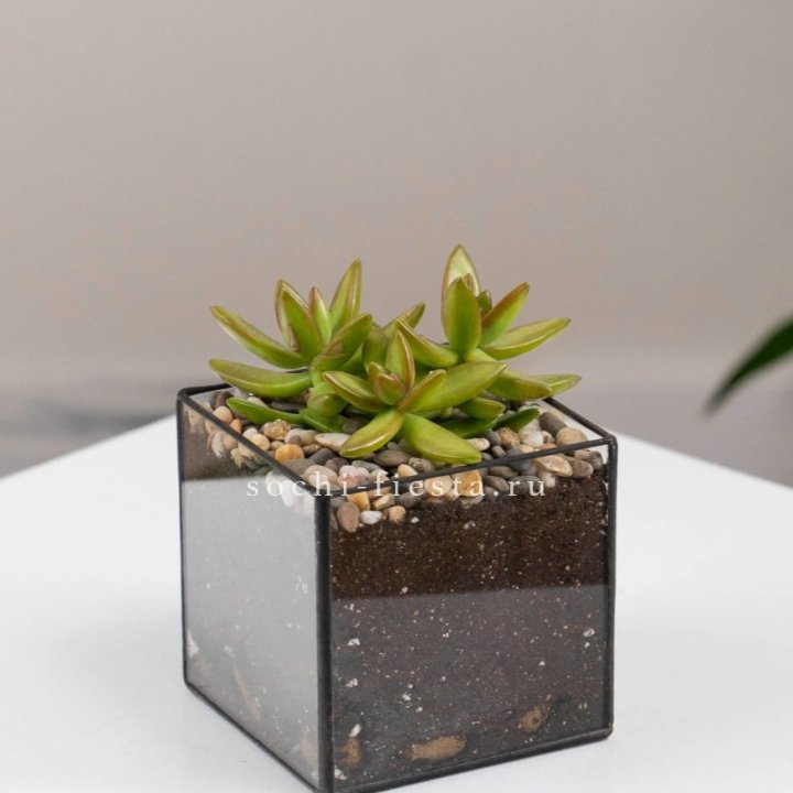 Флорариум Кубик с суккулентом Седум в Новосибирске