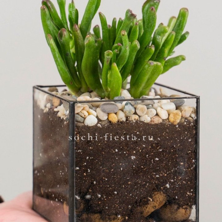 Флорариум Кубик с суккулентом Хоббит в Новосибирске