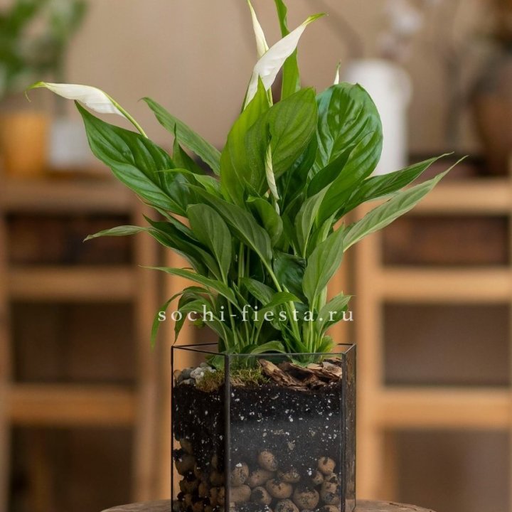 Спатифиллум в кашпо Пятиугольник в Новосибирске