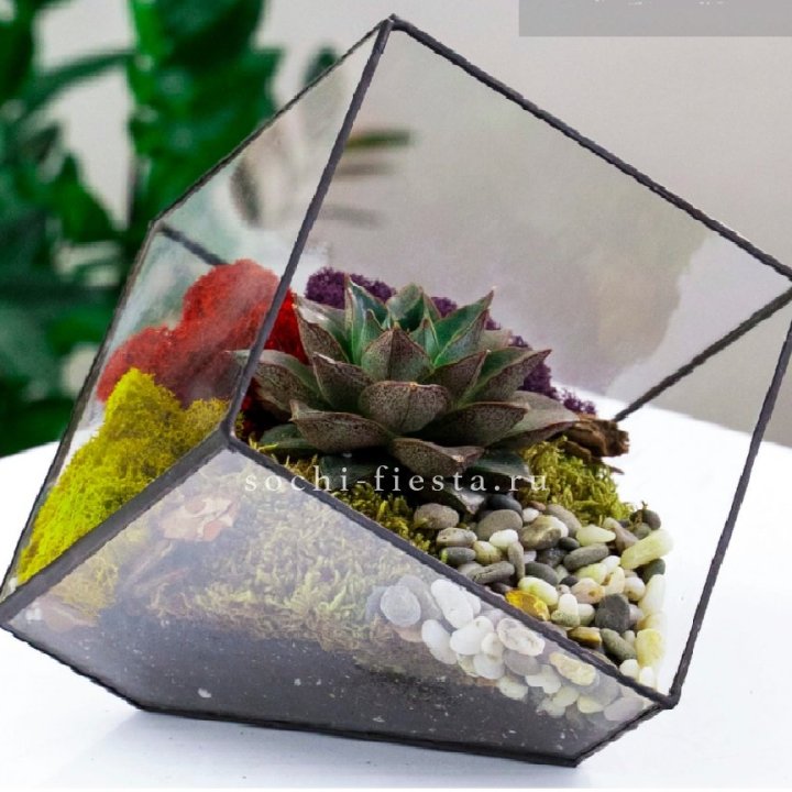 Флорариум Куб усеченный с суккулентом Каменная роза в Новосибирске
