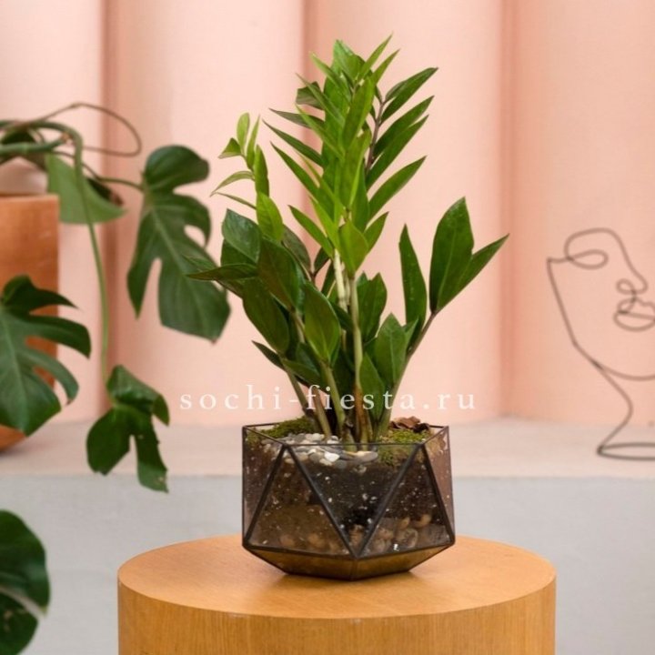 Замиокулькас в кашпо Икосаедр в Новосибирске