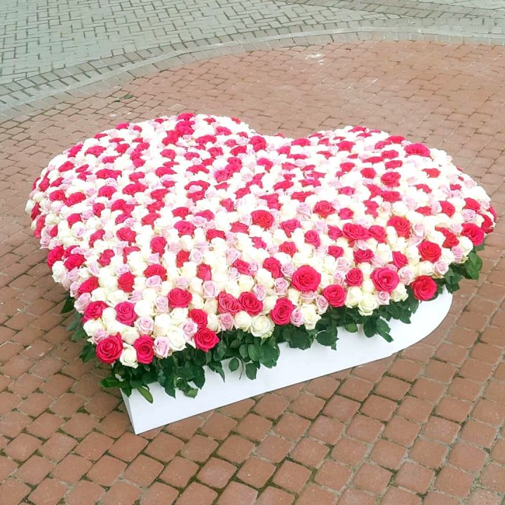 555 роза  в Новосибирске