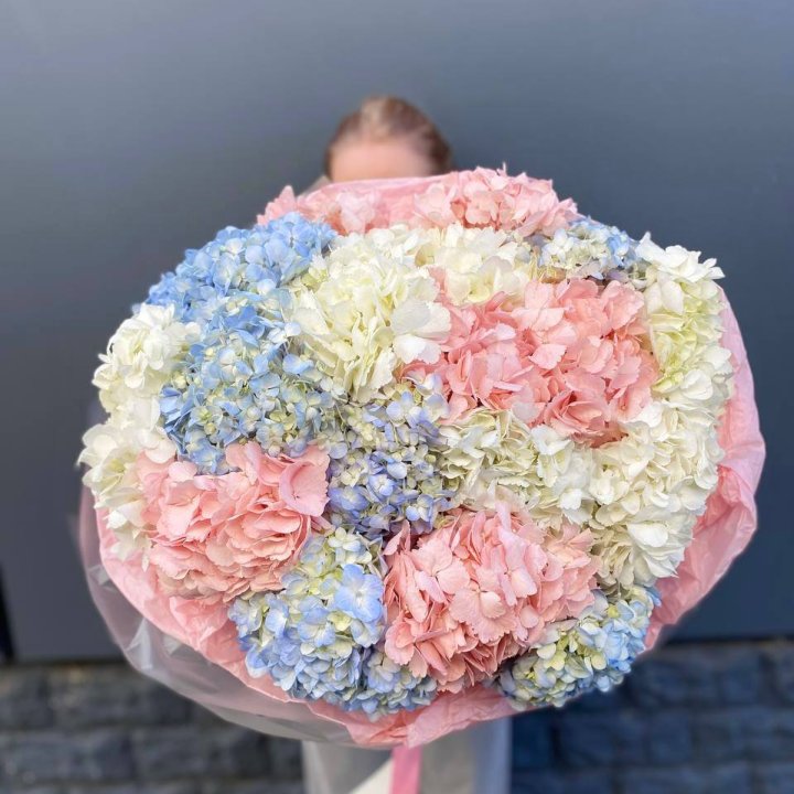 19 гортензий микс в Новосибирске