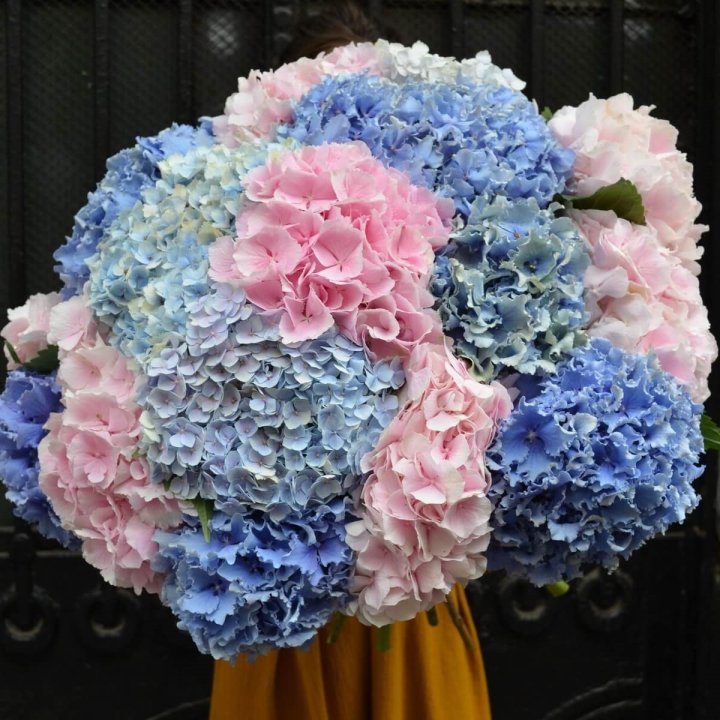 Букет гортензий "Фонтан" в Новосибирске