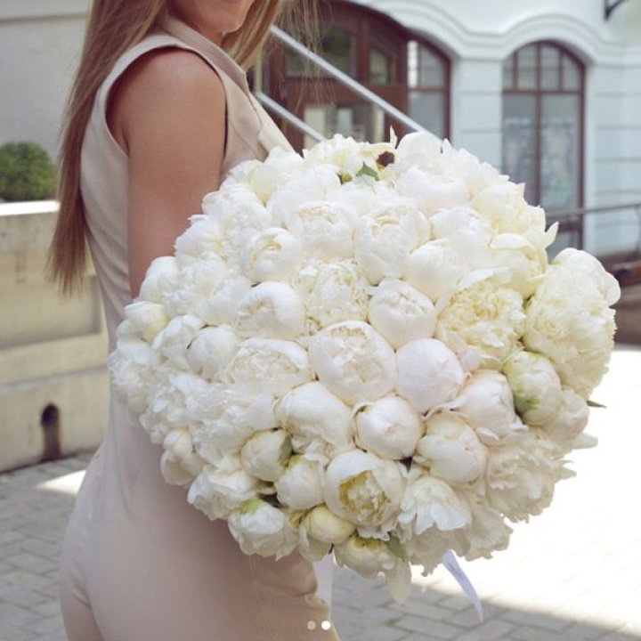 51 белый пион в Новосибирске