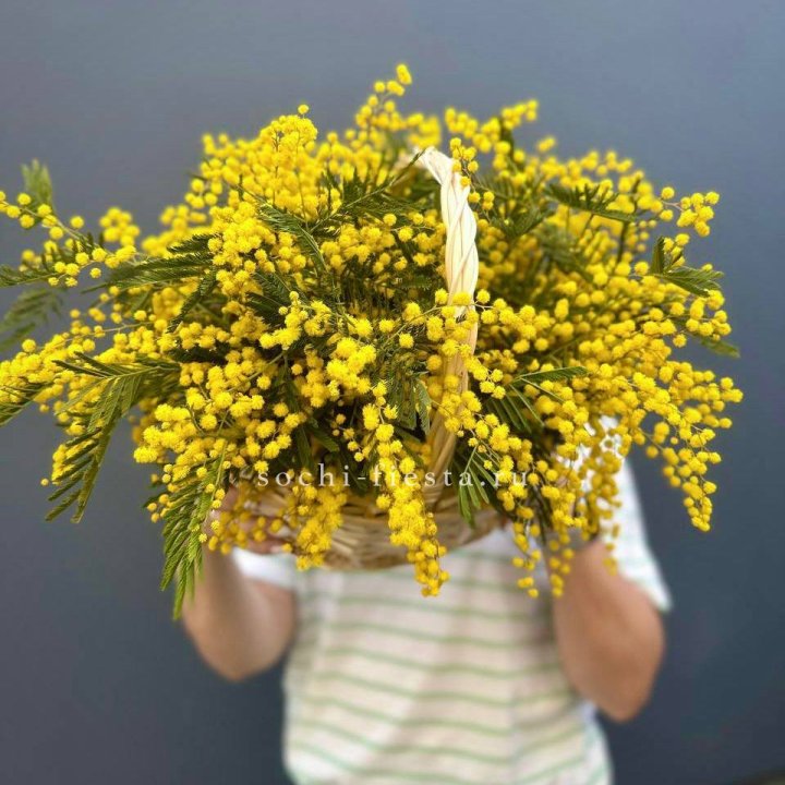 Весенняя корзина мимозы в Новосибирске