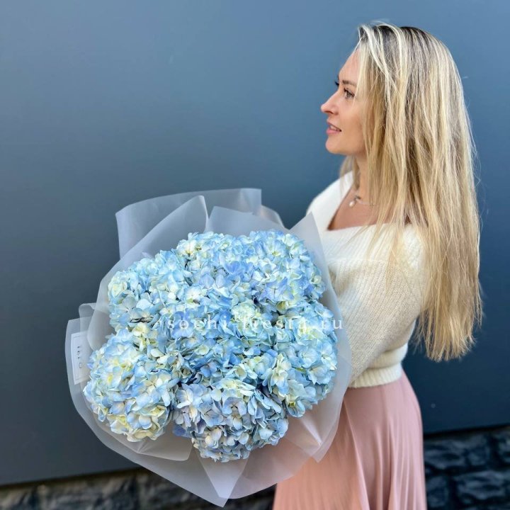 7 голубых гортензий в Новосибирске