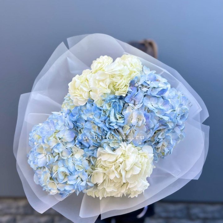 5 бело-голубых гортензий в Новосибирске