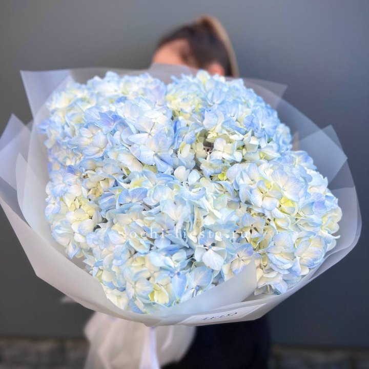 5 голубых гортензий в Новосибирске