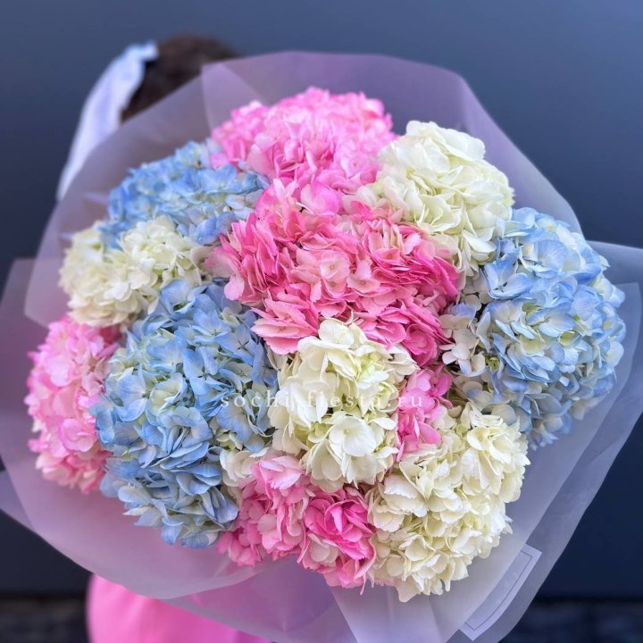 11 гортензий микс в Новосибирске