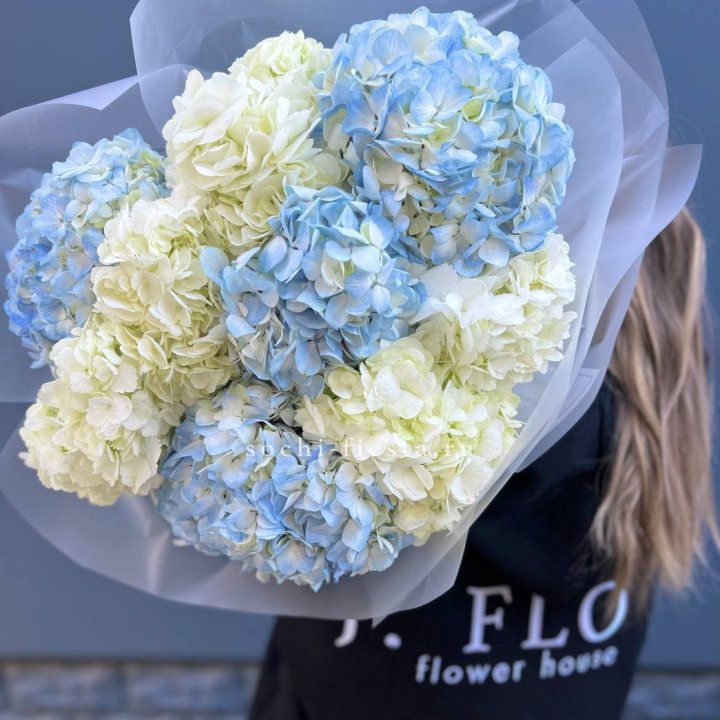 9 бело-голубых гортензий в Новосибирске