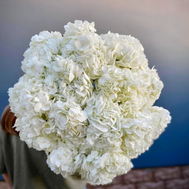 Охапка белой гортензии в Новосибирске