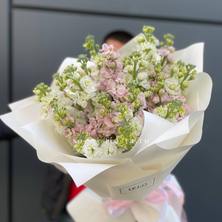 29 маттиол  в Новосибирске