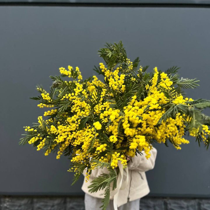 Охопка мимозы в Новосибирске