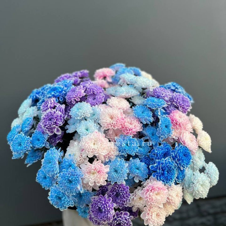 25 цветных хризантем в Новосибирске