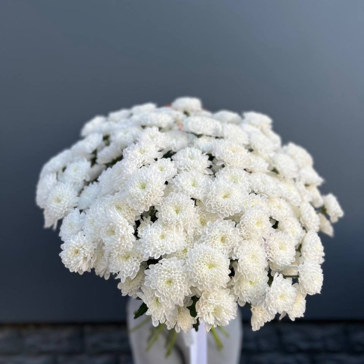  25 хризантем белых в Новосибирске