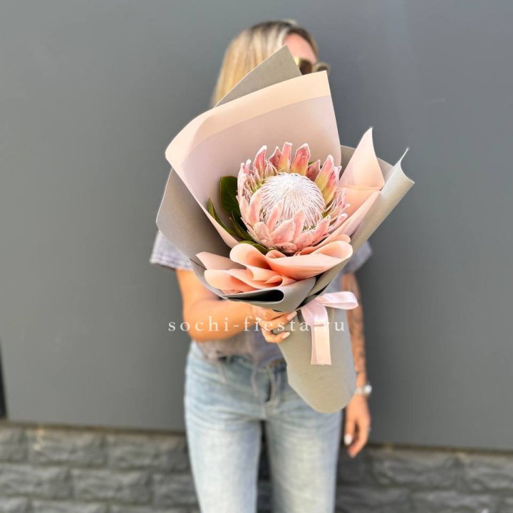 Протея мини  в Новосибирске