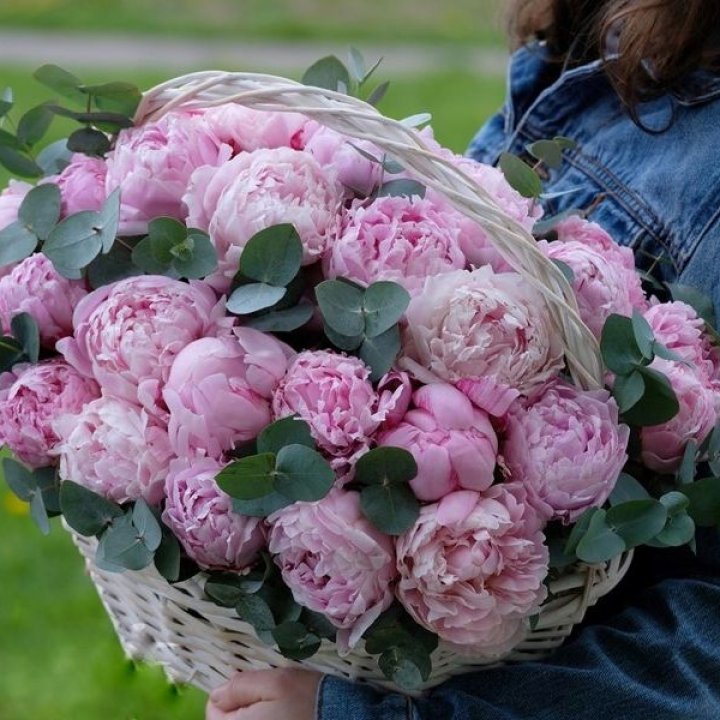 51 пион в корзине в Новосибирске