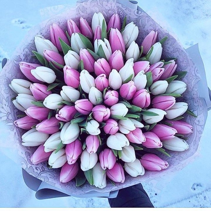 101 тюльпан "Лолипоп" в Новосибирске